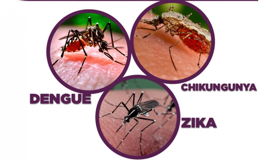 Dengue 2.jpg